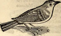 Picture 234 of 971 from Icones animalium quadrupedum uiuiparorum et ouiparorum : quae in Historiae animalium Conradi Gesneri libro I. et II. describuntur, cum nomenclaturis singulorum latinis, graecis, italicis, gallicis, et germanicis plerunque, et aliarum quoque linguarum, certis ordinibus digestae (1560), leaf 195