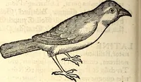 Picture 235 of 971 from Icones animalium quadrupedum uiuiparorum et ouiparorum : quae in Historiae animalium Conradi Gesneri libro I. et II. describuntur, cum nomenclaturis singulorum latinis, graecis, italicis, gallicis, et germanicis plerunque, et aliarum quoque linguarum, certis ordinibus digestae (1560), leaf 195