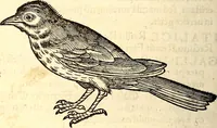 Picture 236 of 971 from Icones animalium quadrupedum uiuiparorum et ouiparorum : quae in Historiae animalium Conradi Gesneri libro I. et II. describuntur, cum nomenclaturis singulorum latinis, graecis, italicis, gallicis, et germanicis plerunque, et aliarum quoque linguarum, certis ordinibus digestae (1560), leaf 195