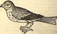 Picture 237 of 971 from Icones animalium quadrupedum uiuiparorum et ouiparorum : quae in Historiae animalium Conradi Gesneri libro I. et II. describuntur, cum nomenclaturis singulorum latinis, graecis, italicis, gallicis, et germanicis plerunque, et aliarum quoque linguarum, certis ordinibus digestae (1560), leaf 195