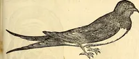 Picture 239 of 971 from Icones animalium quadrupedum uiuiparorum et ouiparorum : quae in Historiae animalium Conradi Gesneri libro I. et II. describuntur, cum nomenclaturis singulorum latinis, graecis, italicis, gallicis, et germanicis plerunque, et aliarum quoque linguarum, certis ordinibus digestae (1560), leaf 196
