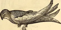 Picture 240 of 971 from Icones animalium quadrupedum uiuiparorum et ouiparorum : quae in Historiae animalium Conradi Gesneri libro I. et II. describuntur, cum nomenclaturis singulorum latinis, graecis, italicis, gallicis, et germanicis plerunque, et aliarum quoque linguarum, certis ordinibus digestae (1560), leaf 196