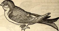 Picture 241 of 971 from Icones animalium quadrupedum uiuiparorum et ouiparorum : quae in Historiae animalium Conradi Gesneri libro I. et II. describuntur, cum nomenclaturis singulorum latinis, graecis, italicis, gallicis, et germanicis plerunque, et aliarum quoque linguarum, certis ordinibus digestae (1560), leaf 197