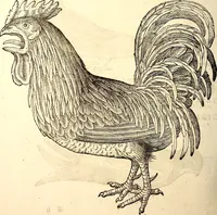 Picture 242 of 971 from Icones animalium quadrupedum uiuiparorum et ouiparorum : quae in Historiae animalium Conradi Gesneri libro I. et II. describuntur, cum nomenclaturis singulorum latinis, graecis, italicis, gallicis, et germanicis plerunque, et aliarum quoque linguarum, certis ordinibus digestae (1560), leaf 197