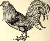 Picture 244 of 971 from Icones animalium quadrupedum uiuiparorum et ouiparorum : quae in Historiae animalium Conradi Gesneri libro I. et II. describuntur, cum nomenclaturis singulorum latinis, graecis, italicis, gallicis, et germanicis plerunque, et aliarum quoque linguarum, certis ordinibus digestae (1560), leaf 199