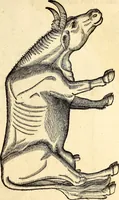 Picture 5 of 971 from Icones animalium quadrupedum uiuiparorum et ouiparorum : quae in Historiae animalium Conradi Gesneri libro I. et II. describuntur, cum nomenclaturis singulorum latinis, graecis, italicis, gallicis, et germanicis plerunque, et aliarum quoque linguarum, certis ordinibus digestae (1560), leaf 20