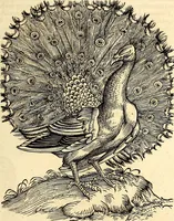 An illustration from Icones animalium quadrupedum uiuiparorum et ouiparorum : quae in Historiae animalium Conradi Gesneri libro I. et II. describuntur, cum nomenclaturis singulorum latinis, graecis, italicis, gallicis, et germanicis plerunque, et aliarum quoque linguarum, certis ordinibus digestae (1560)