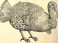 Picture 247 of 971 from Icones animalium quadrupedum uiuiparorum et ouiparorum : quae in Historiae animalium Conradi Gesneri libro I. et II. describuntur, cum nomenclaturis singulorum latinis, graecis, italicis, gallicis, et germanicis plerunque, et aliarum quoque linguarum, certis ordinibus digestae (1560), leaf 201