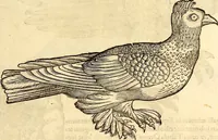 Picture 249 of 971 from Icones animalium quadrupedum uiuiparorum et ouiparorum : quae in Historiae animalium Conradi Gesneri libro I. et II. describuntur, cum nomenclaturis singulorum latinis, graecis, italicis, gallicis, et germanicis plerunque, et aliarum quoque linguarum, certis ordinibus digestae (1560), leaf 202