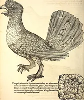 Picture 250 of 971 from Icones animalium quadrupedum uiuiparorum et ouiparorum : quae in Historiae animalium Conradi Gesneri libro I. et II. describuntur, cum nomenclaturis singulorum latinis, graecis, italicis, gallicis, et germanicis plerunque, et aliarum quoque linguarum, certis ordinibus digestae (1560), leaf 203