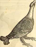 An illustration from Icones animalium quadrupedum uiuiparorum et ouiparorum : quae in Historiae animalium Conradi Gesneri libro I. et II. describuntur, cum nomenclaturis singulorum latinis, graecis, italicis, gallicis, et germanicis plerunque, et aliarum quoque linguarum, certis ordinibus digestae (1560)