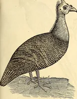 Picture 253 of 971 from Icones animalium quadrupedum uiuiparorum et ouiparorum : quae in Historiae animalium Conradi Gesneri libro I. et II. describuntur, cum nomenclaturis singulorum latinis, graecis, italicis, gallicis, et germanicis plerunque, et aliarum quoque linguarum, certis ordinibus digestae (1560), leaf 206
