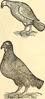 Picture 254 of 971 from Icones animalium quadrupedum uiuiparorum et ouiparorum : quae in Historiae animalium Conradi Gesneri libro I. et II. describuntur, cum nomenclaturis singulorum latinis, graecis, italicis, gallicis, et germanicis plerunque, et aliarum quoque linguarum, certis ordinibus digestae (1560), leaf 206