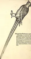 Picture 255 of 971 from Icones animalium quadrupedum uiuiparorum et ouiparorum : quae in Historiae animalium Conradi Gesneri libro I. et II. describuntur, cum nomenclaturis singulorum latinis, graecis, italicis, gallicis, et germanicis plerunque, et aliarum quoque linguarum, certis ordinibus digestae (1560), leaf 207