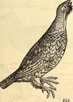 Picture 256 of 971 from Icones animalium quadrupedum uiuiparorum et ouiparorum : quae in Historiae animalium Conradi Gesneri libro I. et II. describuntur, cum nomenclaturis singulorum latinis, graecis, italicis, gallicis, et germanicis plerunque, et aliarum quoque linguarum, certis ordinibus digestae (1560), leaf 208