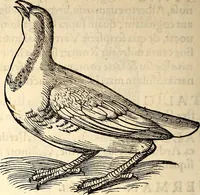 Picture 257 of 971 from Icones animalium quadrupedum uiuiparorum et ouiparorum : quae in Historiae animalium Conradi Gesneri libro I. et II. describuntur, cum nomenclaturis singulorum latinis, graecis, italicis, gallicis, et germanicis plerunque, et aliarum quoque linguarum, certis ordinibus digestae (1560), leaf 209