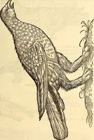 Picture 260 of 971 from Icones animalium quadrupedum uiuiparorum et ouiparorum : quae in Historiae animalium Conradi Gesneri libro I. et II. describuntur, cum nomenclaturis singulorum latinis, graecis, italicis, gallicis, et germanicis plerunque, et aliarum quoque linguarum, certis ordinibus digestae (1560), leaf 210