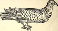 Picture 261 of 971 from Icones animalium quadrupedum uiuiparorum et ouiparorum : quae in Historiae animalium Conradi Gesneri libro I. et II. describuntur, cum nomenclaturis singulorum latinis, graecis, italicis, gallicis, et germanicis plerunque, et aliarum quoque linguarum, certis ordinibus digestae (1560), leaf 211