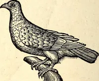 Picture 262 of 971 from Icones animalium quadrupedum uiuiparorum et ouiparorum : quae in Historiae animalium Conradi Gesneri libro I. et II. describuntur, cum nomenclaturis singulorum latinis, graecis, italicis, gallicis, et germanicis plerunque, et aliarum quoque linguarum, certis ordinibus digestae (1560), leaf 211