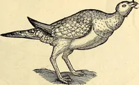 Picture 264 of 971 from Icones animalium quadrupedum uiuiparorum et ouiparorum : quae in Historiae animalium Conradi Gesneri libro I. et II. describuntur, cum nomenclaturis singulorum latinis, graecis, italicis, gallicis, et germanicis plerunque, et aliarum quoque linguarum, certis ordinibus digestae (1560), leaf 212