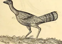Picture 265 of 971 from Icones animalium quadrupedum uiuiparorum et ouiparorum : quae in Historiae animalium Conradi Gesneri libro I. et II. describuntur, cum nomenclaturis singulorum latinis, graecis, italicis, gallicis, et germanicis plerunque, et aliarum quoque linguarum, certis ordinibus digestae (1560), leaf 212
