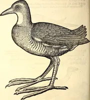 Picture 266 of 971 from Icones animalium quadrupedum uiuiparorum et ouiparorum : quae in Historiae animalium Conradi Gesneri libro I. et II. describuntur, cum nomenclaturis singulorum latinis, graecis, italicis, gallicis, et germanicis plerunque, et aliarum quoque linguarum, certis ordinibus digestae (1560), leaf 213
