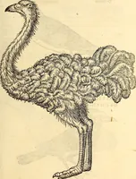 Picture 267 of 971 from Icones animalium quadrupedum uiuiparorum et ouiparorum : quae in Historiae animalium Conradi Gesneri libro I. et II. describuntur, cum nomenclaturis singulorum latinis, graecis, italicis, gallicis, et germanicis plerunque, et aliarum quoque linguarum, certis ordinibus digestae (1560), leaf 214