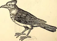 An illustration from Icones animalium quadrupedum uiuiparorum et ouiparorum : quae in Historiae animalium Conradi Gesneri libro I. et II. describuntur, cum nomenclaturis singulorum latinis, graecis, italicis, gallicis, et germanicis plerunque, et aliarum quoque linguarum, certis ordinibus digestae (1560)