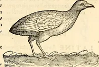 Picture 270 of 971 from Icones animalium quadrupedum uiuiparorum et ouiparorum : quae in Historiae animalium Conradi Gesneri libro I. et II. describuntur, cum nomenclaturis singulorum latinis, graecis, italicis, gallicis, et germanicis plerunque, et aliarum quoque linguarum, certis ordinibus digestae (1560), leaf 216