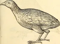 Picture 271 of 971 from Icones animalium quadrupedum uiuiparorum et ouiparorum : quae in Historiae animalium Conradi Gesneri libro I. et II. describuntur, cum nomenclaturis singulorum latinis, graecis, italicis, gallicis, et germanicis plerunque, et aliarum quoque linguarum, certis ordinibus digestae (1560), leaf 216