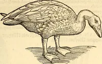 Picture 273 of 971 from Icones animalium quadrupedum uiuiparorum et ouiparorum : quae in Historiae animalium Conradi Gesneri libro I. et II. describuntur, cum nomenclaturis singulorum latinis, graecis, italicis, gallicis, et germanicis plerunque, et aliarum quoque linguarum, certis ordinibus digestae (1560), leaf 218