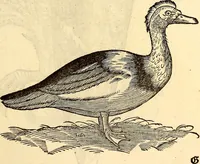Picture 275 of 971 from Icones animalium quadrupedum uiuiparorum et ouiparorum : quae in Historiae animalium Conradi Gesneri libro I. et II. describuntur, cum nomenclaturis singulorum latinis, graecis, italicis, gallicis, et germanicis plerunque, et aliarum quoque linguarum, certis ordinibus digestae (1560), leaf 218