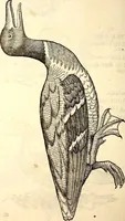 Picture 276 of 971 from Icones animalium quadrupedum uiuiparorum et ouiparorum : quae in Historiae animalium Conradi Gesneri libro I. et II. describuntur, cum nomenclaturis singulorum latinis, graecis, italicis, gallicis, et germanicis plerunque, et aliarum quoque linguarum, certis ordinibus digestae (1560), leaf 219