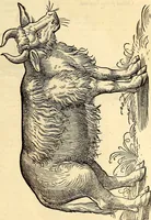 Picture 7 of 971 from Icones animalium quadrupedum uiuiparorum et ouiparorum : quae in Historiae animalium Conradi Gesneri libro I. et II. describuntur, cum nomenclaturis singulorum latinis, graecis, italicis, gallicis, et germanicis plerunque, et aliarum quoque linguarum, certis ordinibus digestae (1560), leaf 22