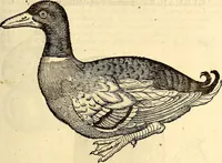 Picture 277 of 971 from Icones animalium quadrupedum uiuiparorum et ouiparorum : quae in Historiae animalium Conradi Gesneri libro I. et II. describuntur, cum nomenclaturis singulorum latinis, graecis, italicis, gallicis, et germanicis plerunque, et aliarum quoque linguarum, certis ordinibus digestae (1560), leaf 220