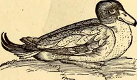 Picture 278 of 971 from Icones animalium quadrupedum uiuiparorum et ouiparorum : quae in Historiae animalium Conradi Gesneri libro I. et II. describuntur, cum nomenclaturis singulorum latinis, graecis, italicis, gallicis, et germanicis plerunque, et aliarum quoque linguarum, certis ordinibus digestae (1560), leaf 220