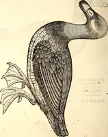 Picture 279 of 971 from Icones animalium quadrupedum uiuiparorum et ouiparorum : quae in Historiae animalium Conradi Gesneri libro I. et II. describuntur, cum nomenclaturis singulorum latinis, graecis, italicis, gallicis, et germanicis plerunque, et aliarum quoque linguarum, certis ordinibus digestae (1560), leaf 221