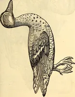 Picture 280 of 971 from Icones animalium quadrupedum uiuiparorum et ouiparorum : quae in Historiae animalium Conradi Gesneri libro I. et II. describuntur, cum nomenclaturis singulorum latinis, graecis, italicis, gallicis, et germanicis plerunque, et aliarum quoque linguarum, certis ordinibus digestae (1560), leaf 222