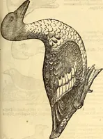 Picture 282 of 971 from Icones animalium quadrupedum uiuiparorum et ouiparorum : quae in Historiae animalium Conradi Gesneri libro I. et II. describuntur, cum nomenclaturis singulorum latinis, graecis, italicis, gallicis, et germanicis plerunque, et aliarum quoque linguarum, certis ordinibus digestae (1560), leaf 224