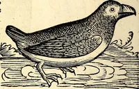 An illustration from Icones animalium quadrupedum uiuiparorum et ouiparorum : quae in Historiae animalium Conradi Gesneri libro I. et II. describuntur, cum nomenclaturis singulorum latinis, graecis, italicis, gallicis, et germanicis plerunque, et aliarum quoque linguarum, certis ordinibus digestae (1560)