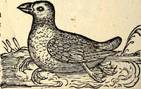 Picture 287 of 971 from Icones animalium quadrupedum uiuiparorum et ouiparorum : quae in Historiae animalium Conradi Gesneri libro I. et II. describuntur, cum nomenclaturis singulorum latinis, graecis, italicis, gallicis, et germanicis plerunque, et aliarum quoque linguarum, certis ordinibus digestae (1560), leaf 225