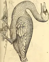 An illustration from Icones animalium quadrupedum uiuiparorum et ouiparorum : quae in Historiae animalium Conradi Gesneri libro I. et II. describuntur, cum nomenclaturis singulorum latinis, graecis, italicis, gallicis, et germanicis plerunque, et aliarum quoque linguarum, certis ordinibus digestae (1560)