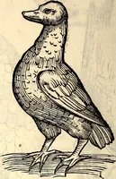 Picture 290 of 971 from Icones animalium quadrupedum uiuiparorum et ouiparorum : quae in Historiae animalium Conradi Gesneri libro I. et II. describuntur, cum nomenclaturis singulorum latinis, graecis, italicis, gallicis, et germanicis plerunque, et aliarum quoque linguarum, certis ordinibus digestae (1560), leaf 227