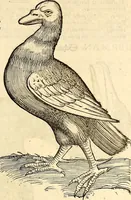 Picture 292 of 971 from Icones animalium quadrupedum uiuiparorum et ouiparorum : quae in Historiae animalium Conradi Gesneri libro I. et II. describuntur, cum nomenclaturis singulorum latinis, graecis, italicis, gallicis, et germanicis plerunque, et aliarum quoque linguarum, certis ordinibus digestae (1560), leaf 228