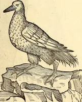 Picture 293 of 971 from Icones animalium quadrupedum uiuiparorum et ouiparorum : quae in Historiae animalium Conradi Gesneri libro I. et II. describuntur, cum nomenclaturis singulorum latinis, graecis, italicis, gallicis, et germanicis plerunque, et aliarum quoque linguarum, certis ordinibus digestae (1560), leaf 228