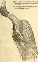 Picture 295 of 971 from Icones animalium quadrupedum uiuiparorum et ouiparorum : quae in Historiae animalium Conradi Gesneri libro I. et II. describuntur, cum nomenclaturis singulorum latinis, graecis, italicis, gallicis, et germanicis plerunque, et aliarum quoque linguarum, certis ordinibus digestae (1560), leaf 230