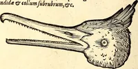 Picture 297 of 971 from Icones animalium quadrupedum uiuiparorum et ouiparorum : quae in Historiae animalium Conradi Gesneri libro I. et II. describuntur, cum nomenclaturis singulorum latinis, graecis, italicis, gallicis, et germanicis plerunque, et aliarum quoque linguarum, certis ordinibus digestae (1560), leaf 231