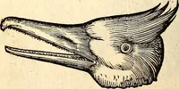 An illustration from Icones animalium quadrupedum uiuiparorum et ouiparorum : quae in Historiae animalium Conradi Gesneri libro I. et II. describuntur, cum nomenclaturis singulorum latinis, graecis, italicis, gallicis, et germanicis plerunque, et aliarum quoque linguarum, certis ordinibus digestae (1560)