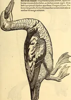 Picture 299 of 971 from Icones animalium quadrupedum uiuiparorum et ouiparorum : quae in Historiae animalium Conradi Gesneri libro I. et II. describuntur, cum nomenclaturis singulorum latinis, graecis, italicis, gallicis, et germanicis plerunque, et aliarum quoque linguarum, certis ordinibus digestae (1560), leaf 232