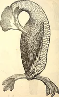 Picture 300 of 971 from Icones animalium quadrupedum uiuiparorum et ouiparorum : quae in Historiae animalium Conradi Gesneri libro I. et II. describuntur, cum nomenclaturis singulorum latinis, graecis, italicis, gallicis, et germanicis plerunque, et aliarum quoque linguarum, certis ordinibus digestae (1560), leaf 233